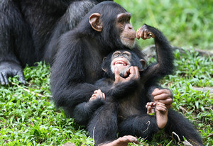 Parent Guide: Nice Chimps